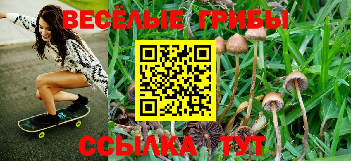 Псилоцибиновые грибы Psilocybine cubensis Ялта